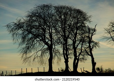 As the sun rises and lights the clouds orange, winter trees, bare of leaves, stand out in black silhouette.  A small fence also in silhouette runs underneath the trees.
