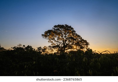 The sun rises like a many-petaled flower above the foliage of a hundred-year-old banyan tree, a banyan tree with young red leaves in Lam Ha, Lam Dong, Vietnam. - Shutterstock ID 2368765865