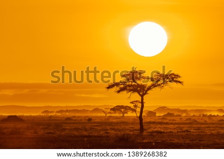 The sun rises over the acacia trees of Amboseli National Park, Kenya. Golden morning light with space for text.