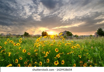 The Sun Rises Over A Field Of Sunflowers In Frisco, TX