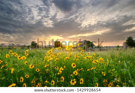 The sun rises over a field of sunflowers in Frisco, TX