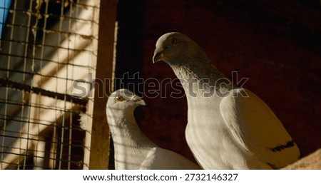 As the sun rises, rays illuminate a pair of pigeons perched in a special outdoor cage, bringing tranquility and warmth to the early morning atmosphere.