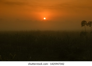 
the sun rises and the silhouette of the cornfield fields