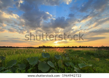 The sun rises, the sky is cloudy. At the pond there are lotus leaves and grass flowers.