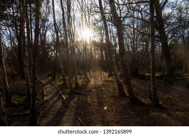 Sun rises through a forest creating shadows and silhouettes