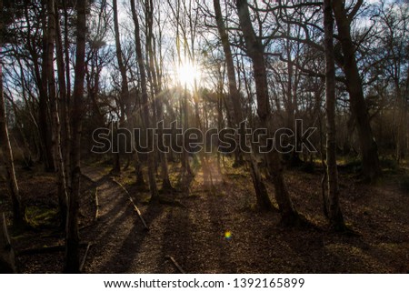 Sun rises through a forest creating shadows and silhouettes