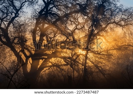 Sun rises through the trees, rays mix with early morning fog