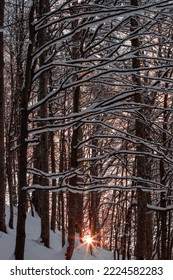 The sun rises in the winter forest