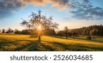 The sun rising behind a bare tree in a rural landscape and casting long shadows as leading lines. Blue sky and illuminated golden clouds over the idyllic hill