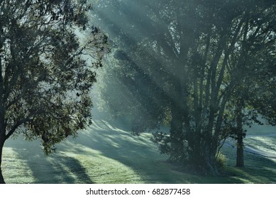 Sun rising behind the tree. Neutral tone.
Sunbeams through woods