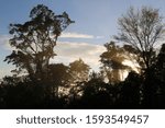 The sun rising between the trees