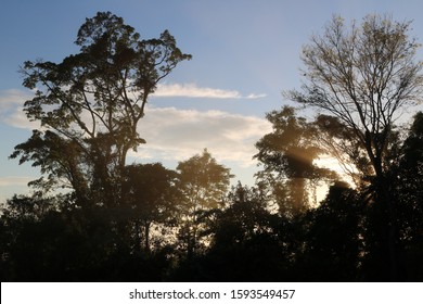 The sun rising between the trees