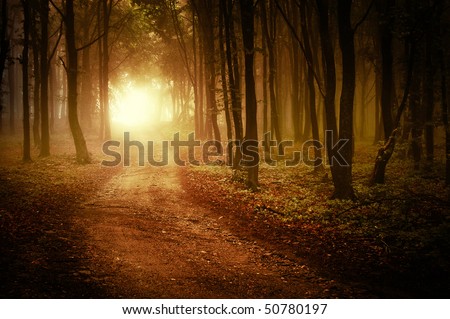Similar – Image, Stock Photo Evening mood | leaves close up in sunlight