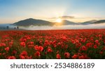 The Sun rising on a field of poppies in the countryside, Austria