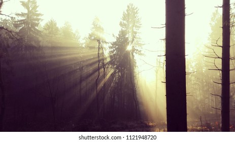 Sun scattering through black forest