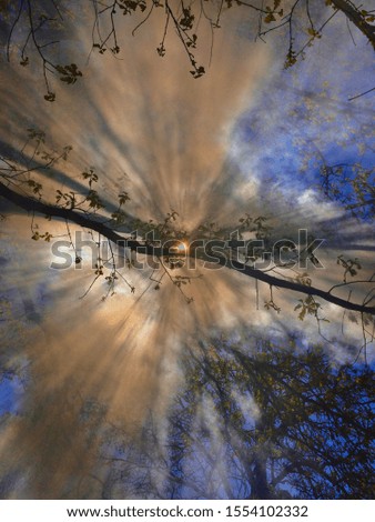 Similar – Cherry blossom at night