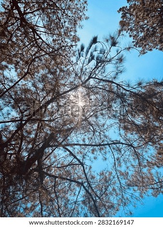 Sun seeping through the pine trees needles