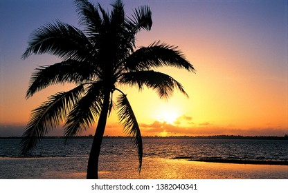 The sun is set behind the palm tree