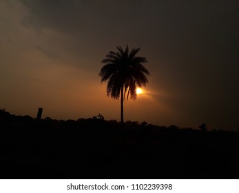 Sun set behind palms tree