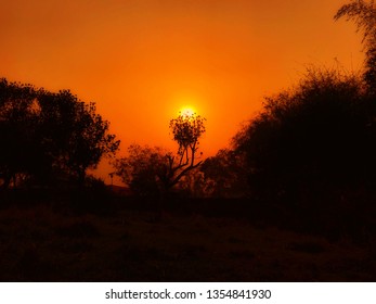 Sun Set on Forest