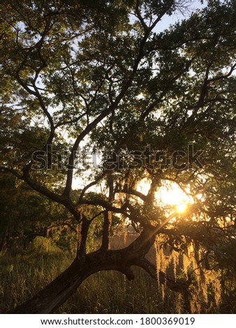 Sun set through the tree