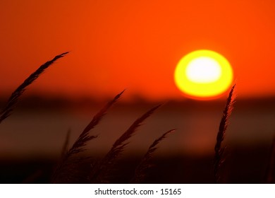 The sun sets above tall marsh grass at Quivira National Wildlife Refuge