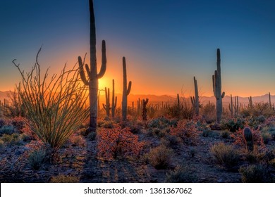 The sun sets amongst the cactus at Saguaro National Park, Arizona