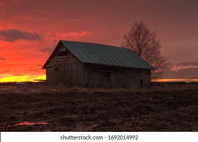 The sun sets beautifully on a spring night at the Northern Finland. The old barn house stands by a birch tree on the empty fields.