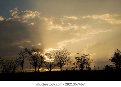 Sun sets behind bare trees, casting golden rays. Silhouettes stand tall against a soft, hazy sky. The horizon glows warm as light filters through clouds