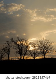 Sun sets behind bare trees, casting golden rays. Silhouettes stand tall against a soft, hazy sky. The horizon glows warm as light filters through clouds