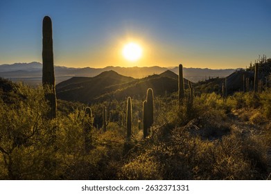 Sun sets behind a dense landscape of saguaro cacti at King Canyon Trailhead in Saguaro National Park West near Tucson.
