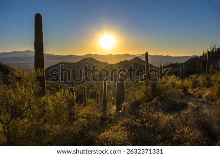 Sun sets behind a dense landscape of saguaro cacti at King Canyon Trailhead in Saguaro National Park West near Tucson.