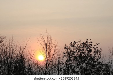 The sun sets behind a leafless tree. The quiet evening atmosphere of nature in winter. The big orange sun. The sky is not bright.Silhouette of trees without leaves at the golden hour sunset
