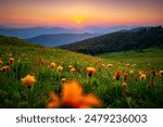 The sun sets behind the mountain ranges above the blooming arnica valley. Location place Carpathian mountains, Ukraine, Europe. Photo wallpaper. Image of magical sunset. Discover the beauty of earth.