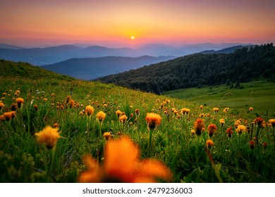 The sun sets behind the mountain ranges above the blooming arnica valley. Location place Carpathian mountains, Ukraine, Europe. Photo wallpaper. Image of magical sunset. Discover the beauty of earth.