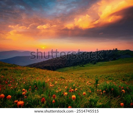 The sun sets behind the mountain ranges above the blooming arnica valley. Location place Carpathian mountains, Ukraine, Europe. Photo wallpaper. Image of magical sunset. Discover the beauty of earth.
