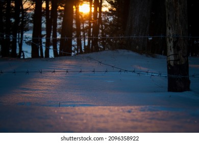 the sun sets behind a pine forest and a barbed wire fence