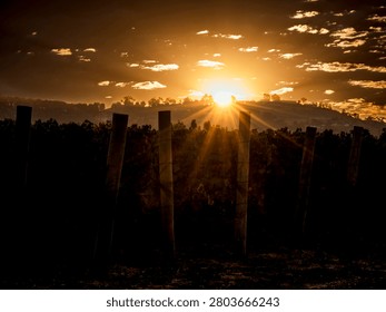 The sun sets behind a rolling hill, casting warm golden light and dramatic rays over a vineyard landscape with silhouetted grapevines and wooden stakes