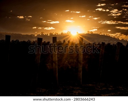 The sun sets behind a rolling hill, casting warm golden light and dramatic rays over a vineyard landscape with silhouetted grapevines and wooden stakes