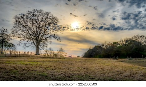 The sun sets behind a tree in a field