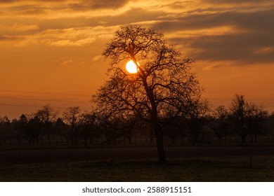 The sun sets behind a tree in the fields
