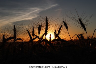 Sun Sets Behind Wheat During Kansas Wheat Harvest.