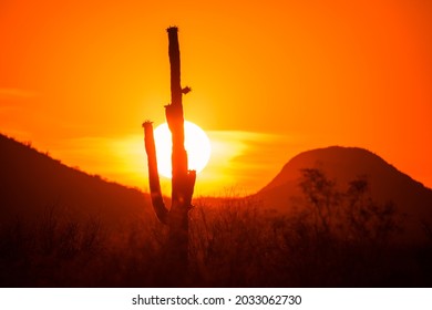 Sun sets in fire red sky behind saguaro cactus. Silhouette photo. 