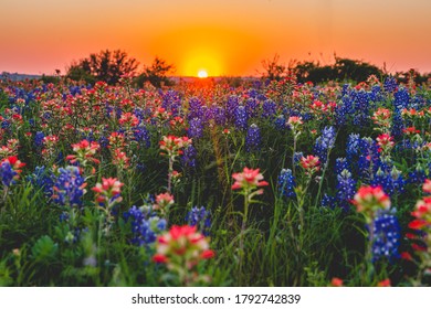 The sun sets on a field of bluebonnets and Indian Paintbrush flowers