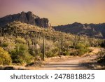 The sun sets on Saguaro Cactus at Saguaro National Park near Tucson, Arizona,