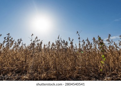 The sun sets over a field of soy plants, casting light on the tall, swaying crops. The sky is bright blue with few clouds, marking the end of the day.