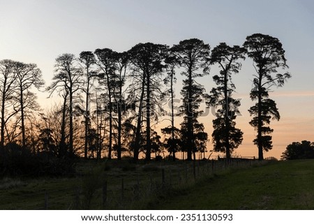 As the sun sets, tall silhouetted trees align against the backdrop of a dusky sky, forming a picturesque sight.