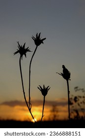 the sun sets through the branches of dry plants