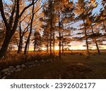 The sun sets through Eastern white pine trees. Indiana.