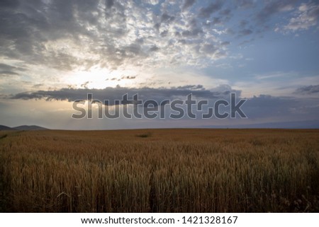 Sun sets in a wheat field.